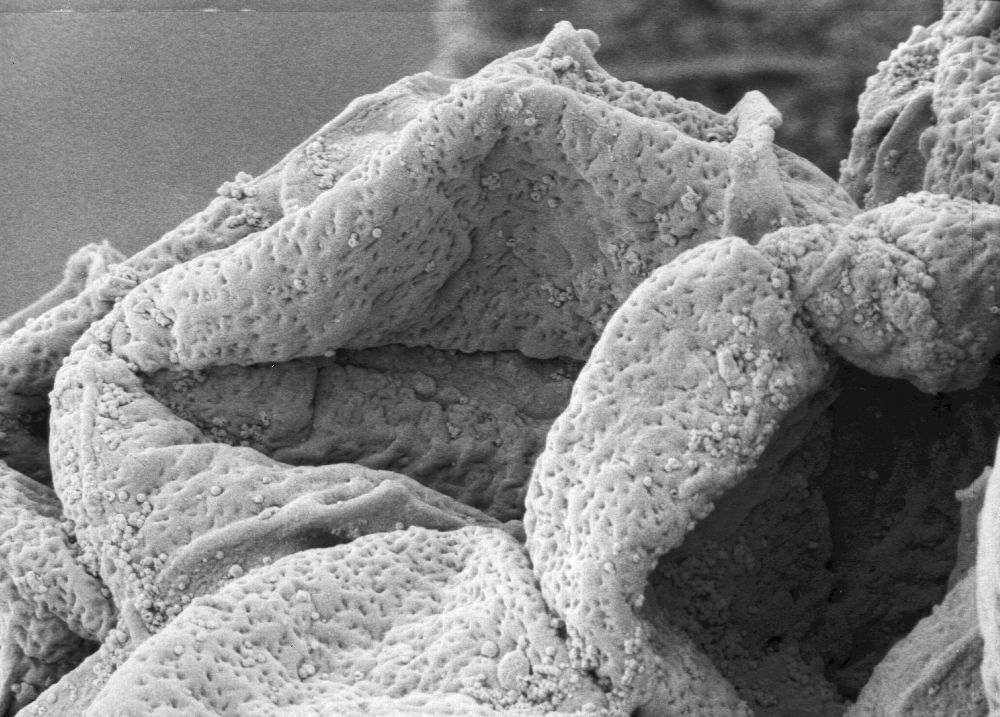 Triuridaceae Nuhliantha nyanzaiana