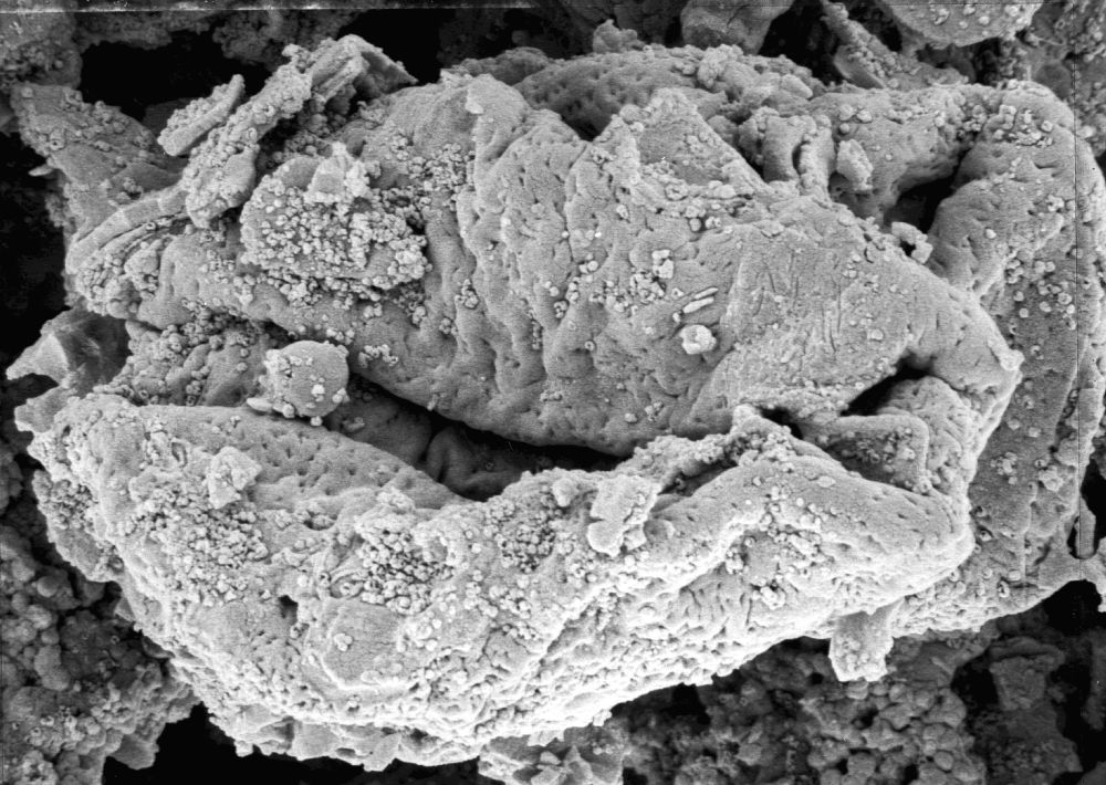 Triuridaceae Nuhliantha nyanzaiana