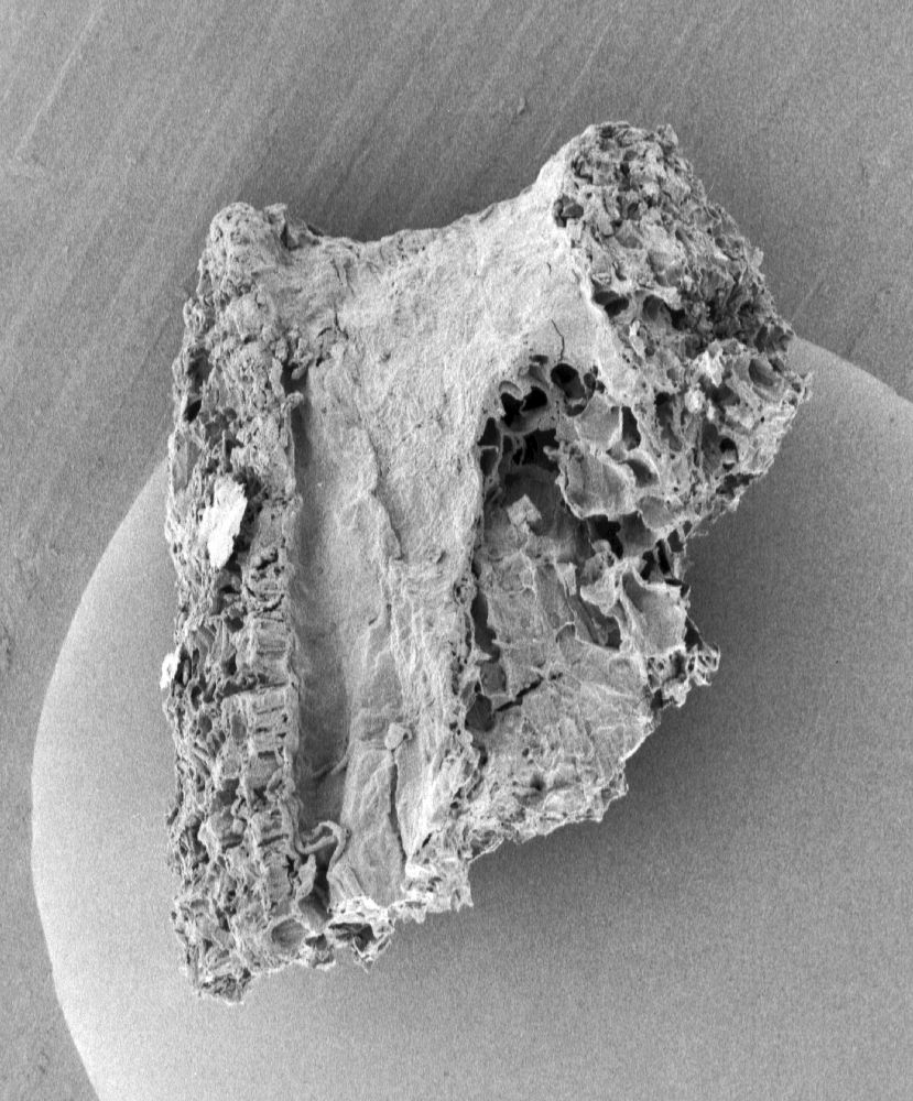 Triuridaceae Nuhliantha nyanzaiana