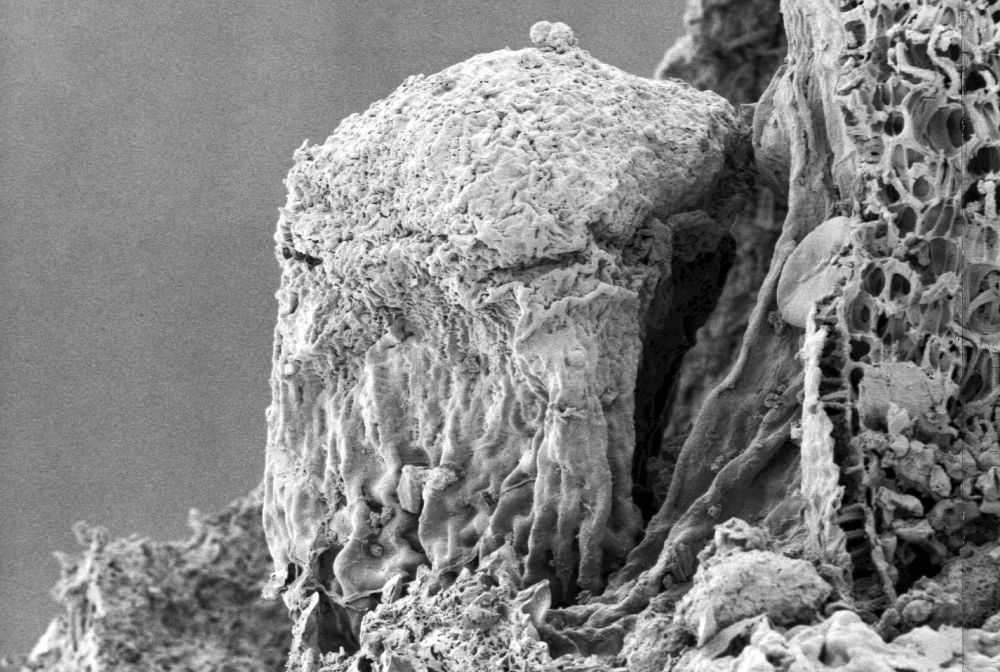 Triuridaceae Nuhliantha nyanzaiana