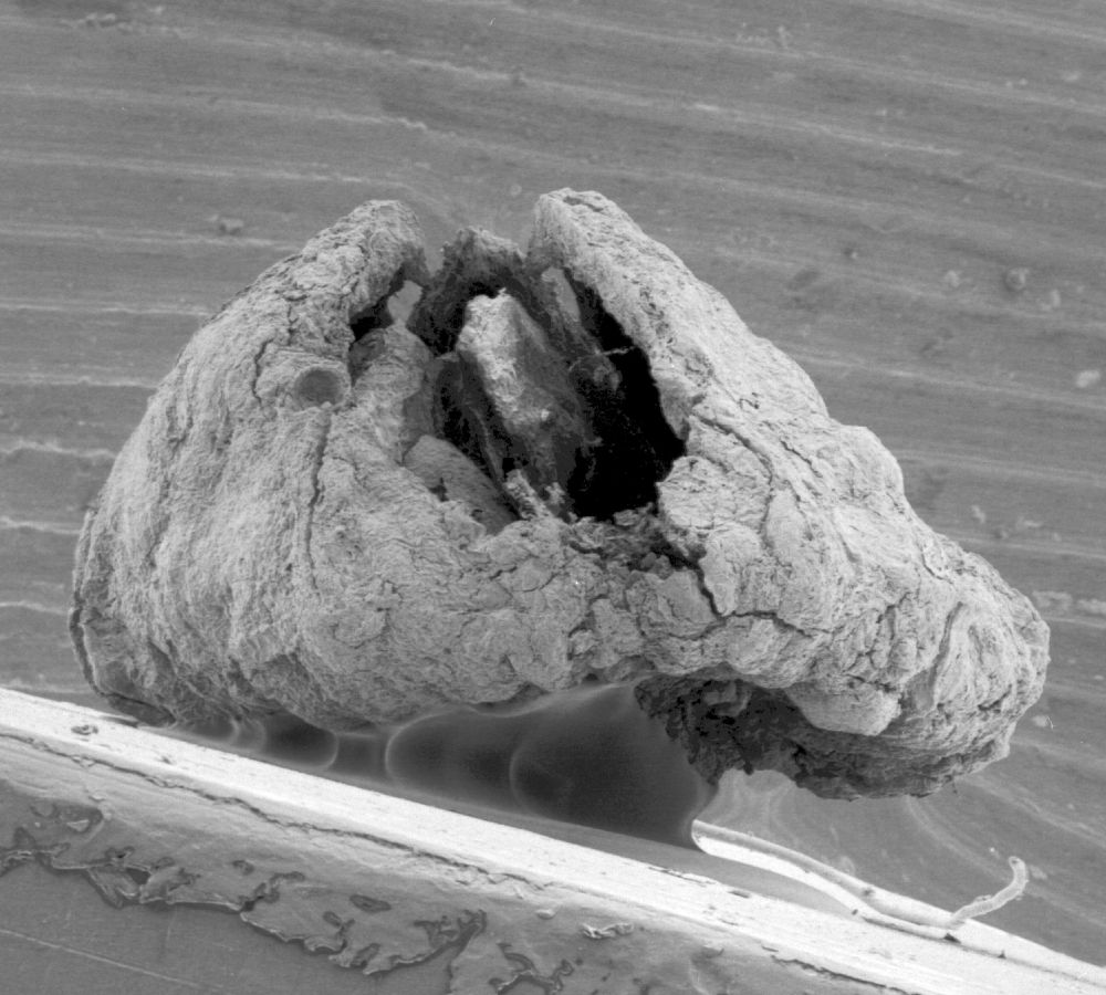 Triuridaceae Mabelia connatifila