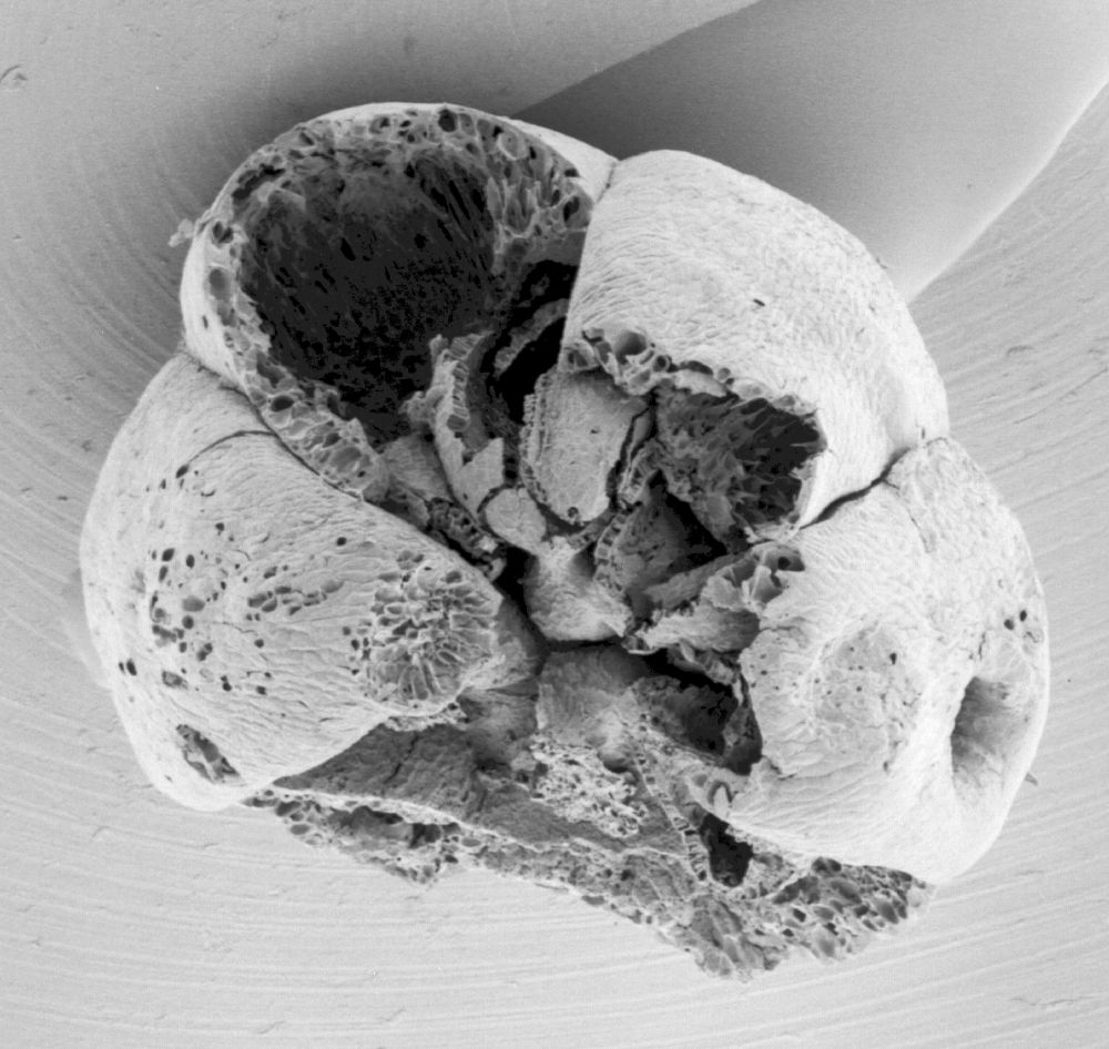 Triuridaceae Mabelia connatifila