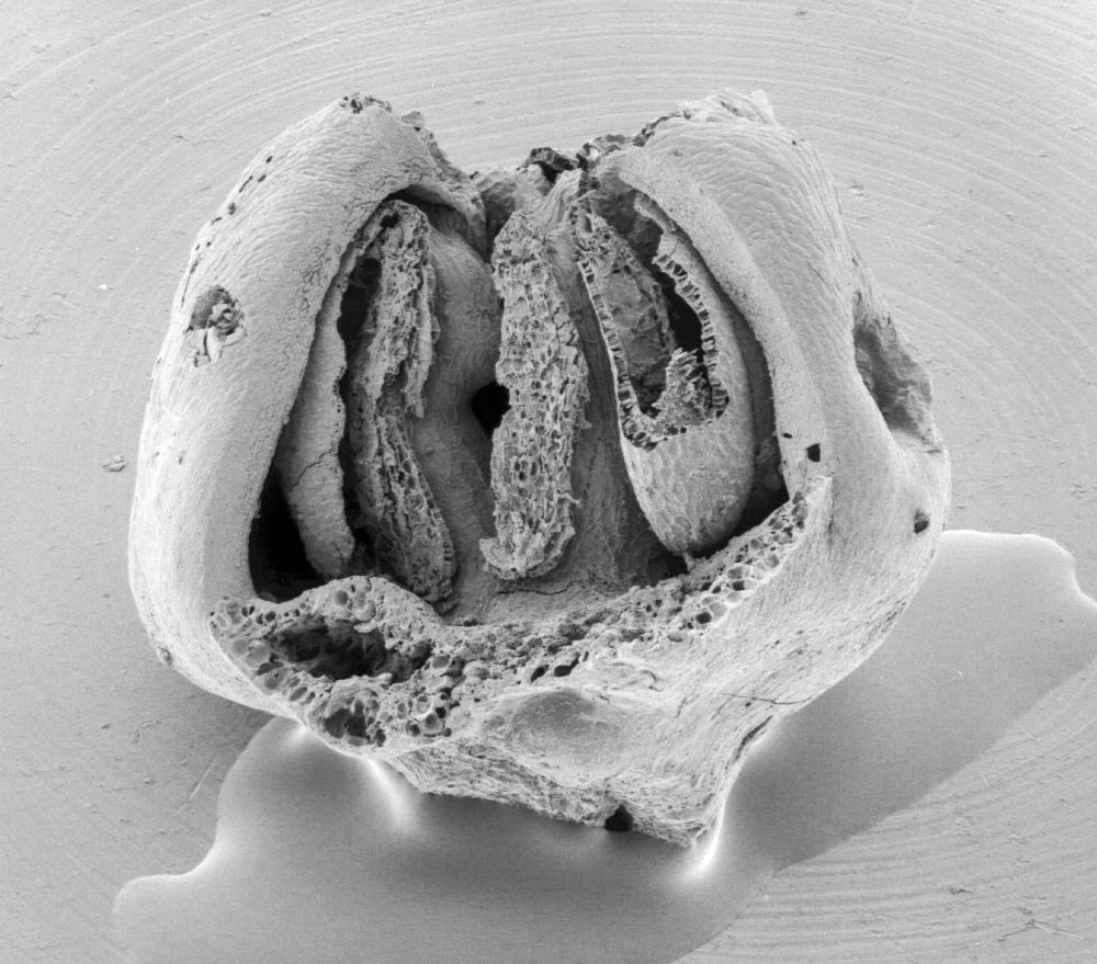 Triuridaceae Mabelia connatifila