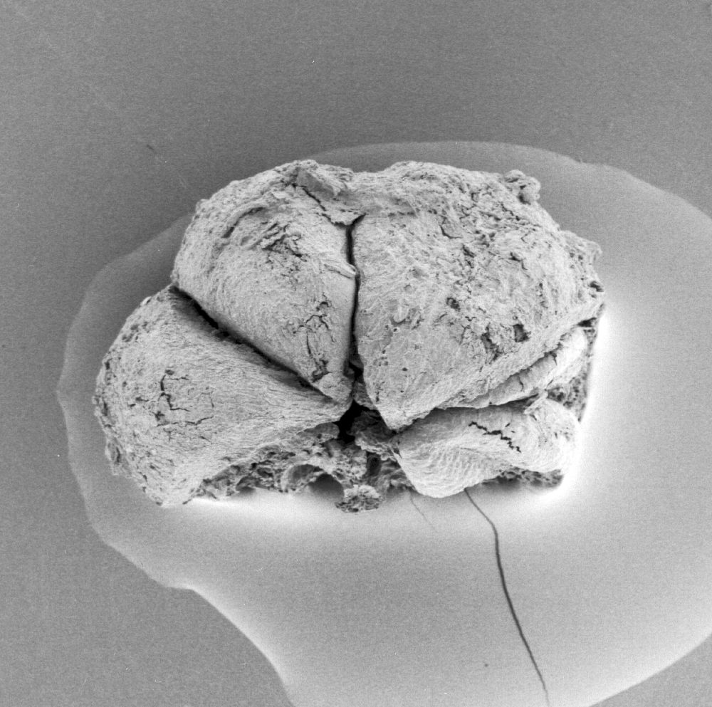 Triuridaceae Mabelia connatifila