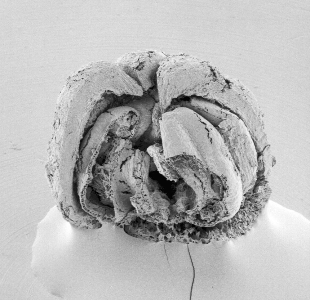 Triuridaceae Mabelia connatifila