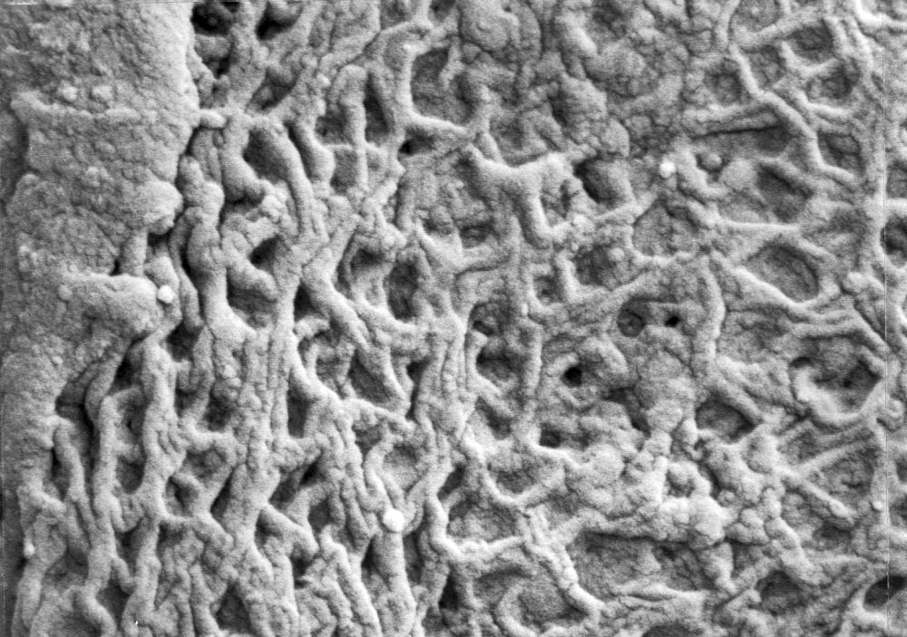 Triuridaceae Mabelia connatifila