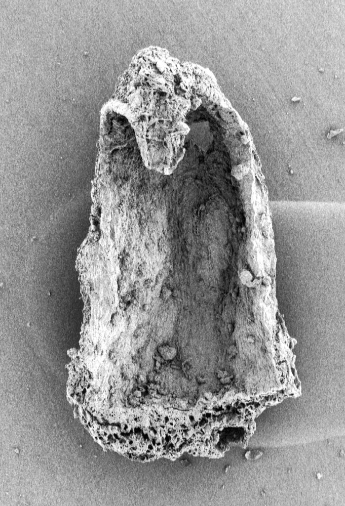 Triuridaceae Mabelia connatifila