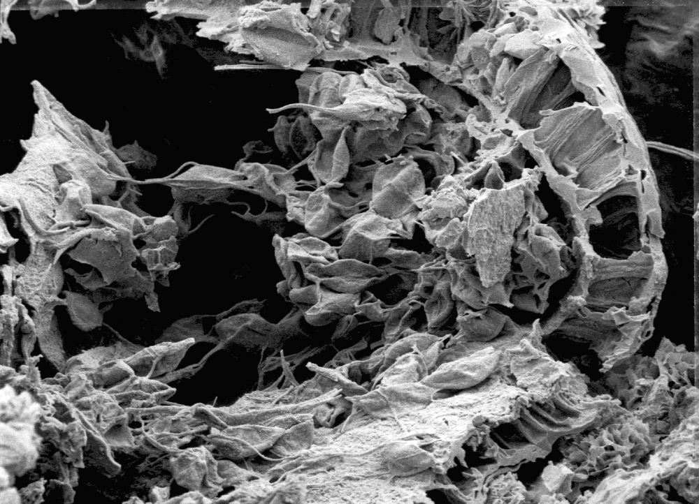 Triuridaceae Mabelia connatifila