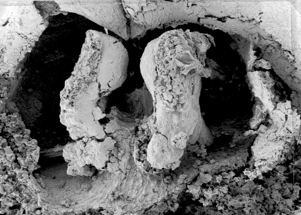 Triuridaceae Mabelia connatifila