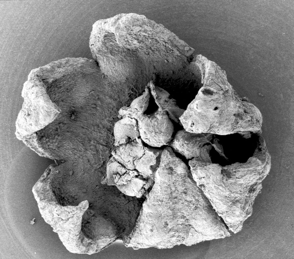 Triuridaceae Mabelia connatifila