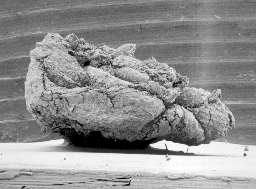 Triuridaceae Mabelia connatifila