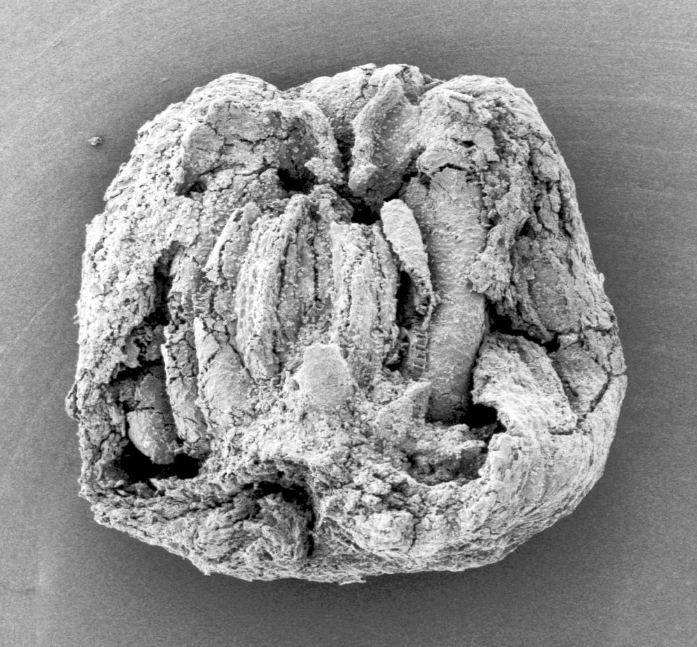 Triuridaceae Mabelia connatifila