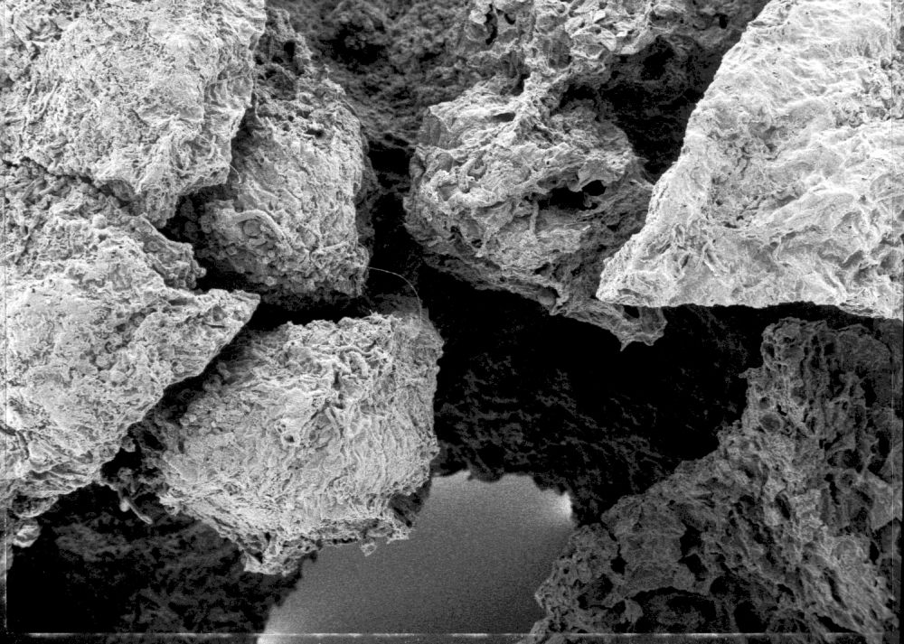 Triuridaceae Mabelia connatifila