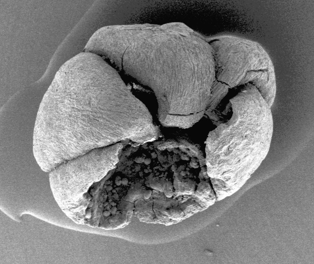 Triuridaceae Mabelia connatifila