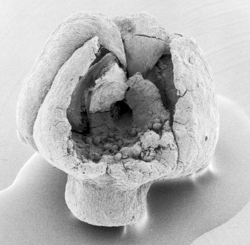 Triuridaceae Mabelia connatifila