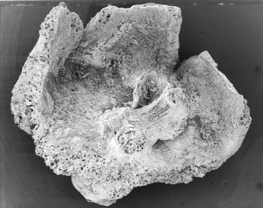 Triuridaceae Mabelia connatifila