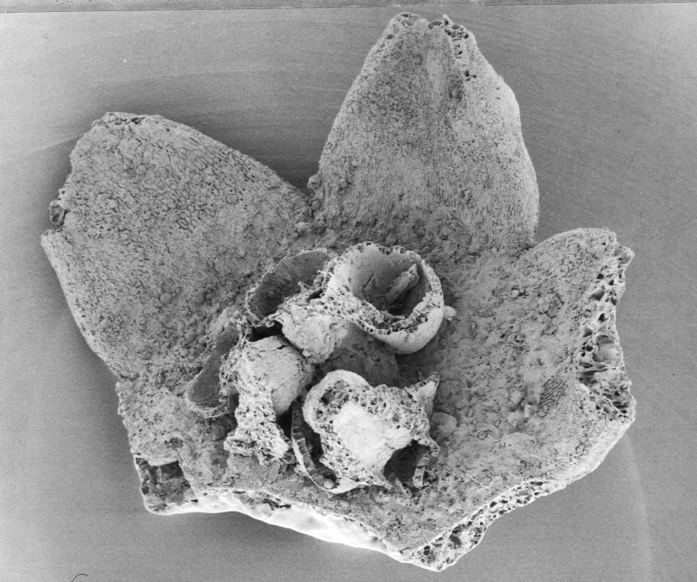 Triuridaceae Mabelia connatifila