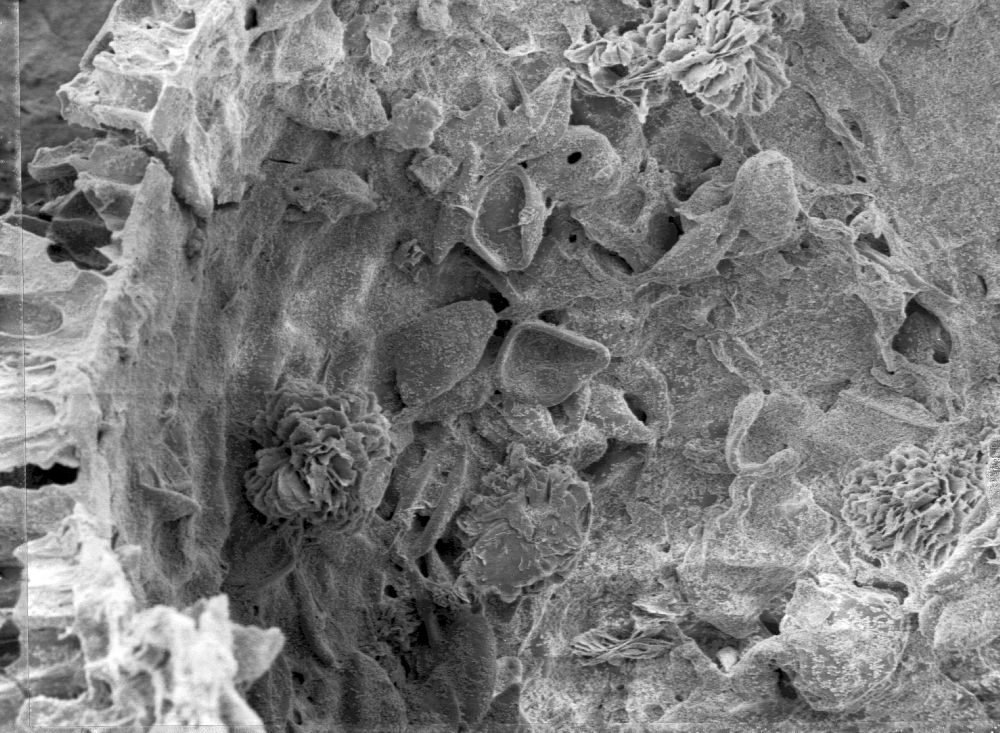 Triuridaceae Mabelia connatifila