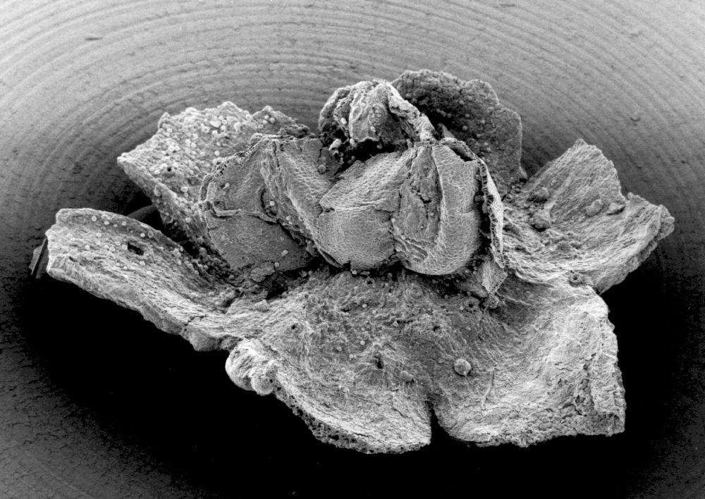 Triuridaceae Mabelia connatifila