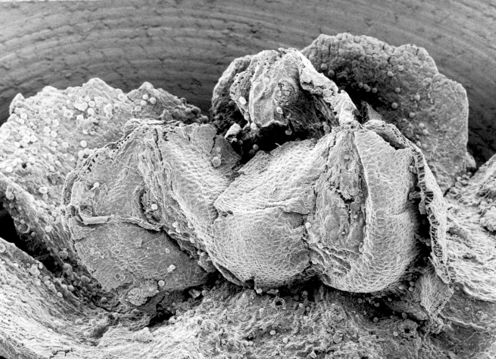 Triuridaceae Mabelia connatifila