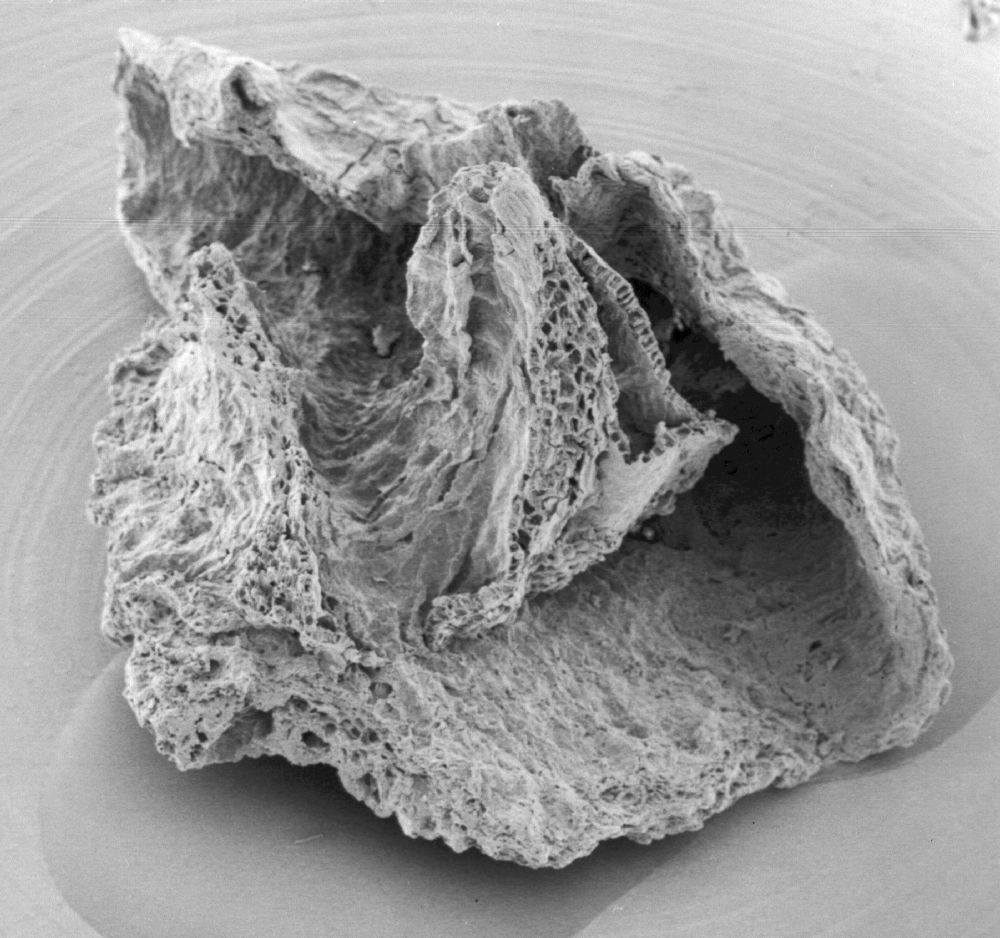 Triuridaceae Mabelia connatifila