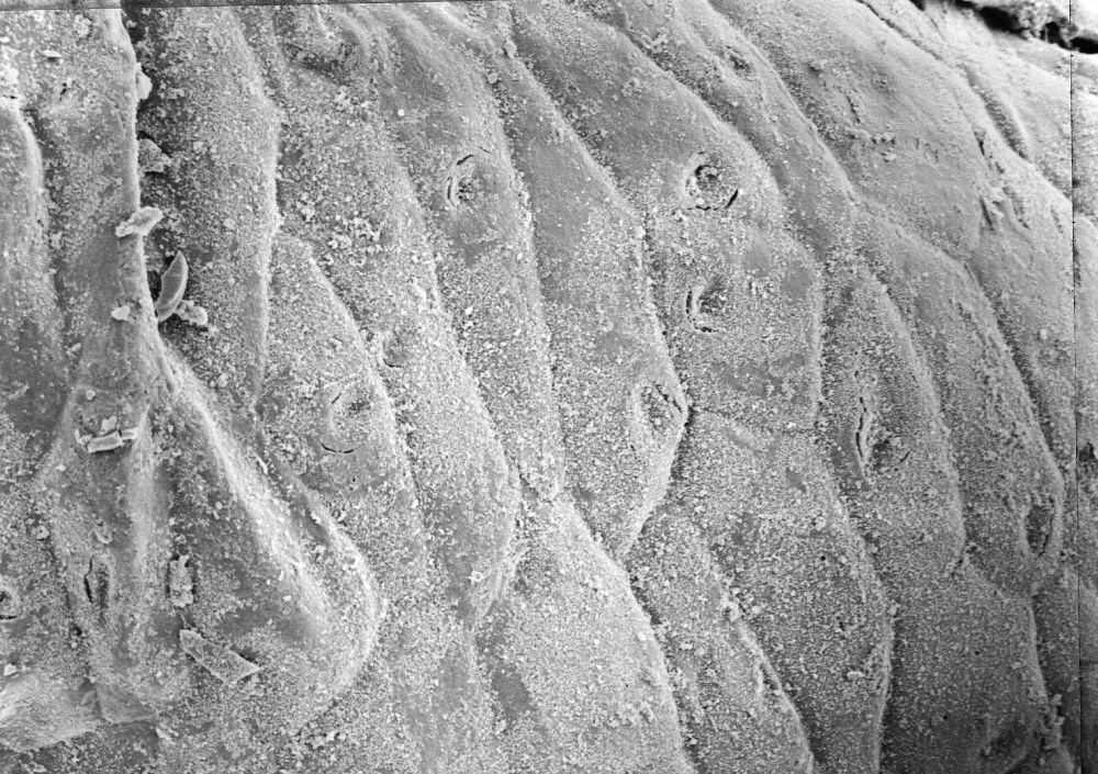 Triuridaceae Mabelia connatifila