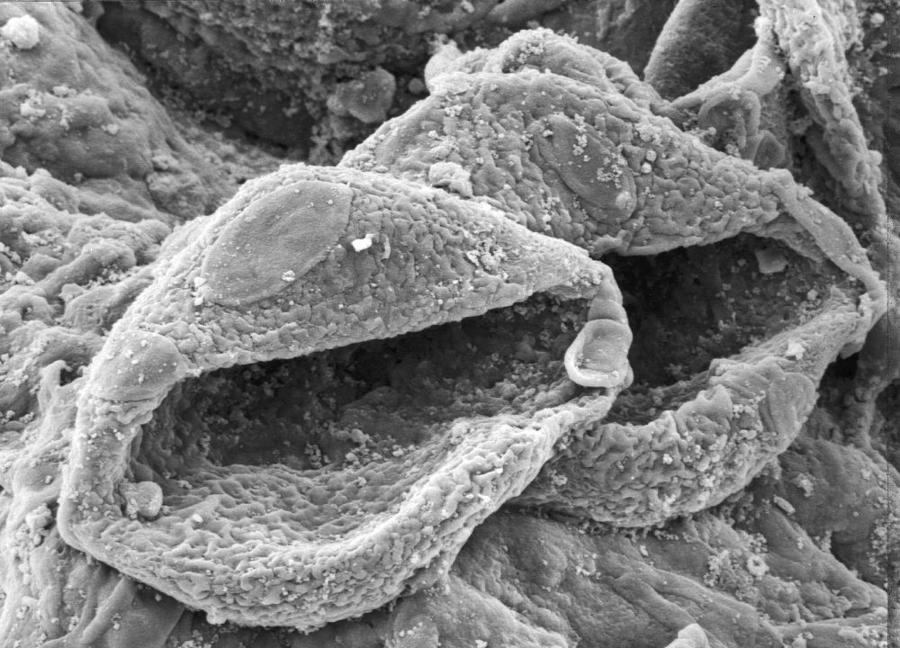 Triuridaceae Mabelia connatifila