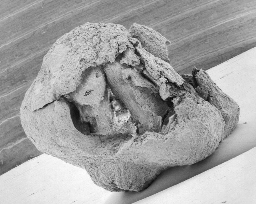 Triuridaceae Mabelia connatifila