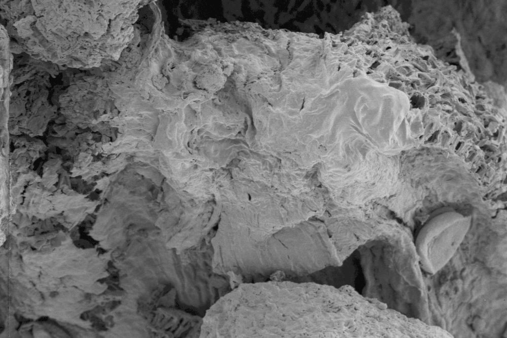 Triuridaceae Nuhliantha nyanzaiana