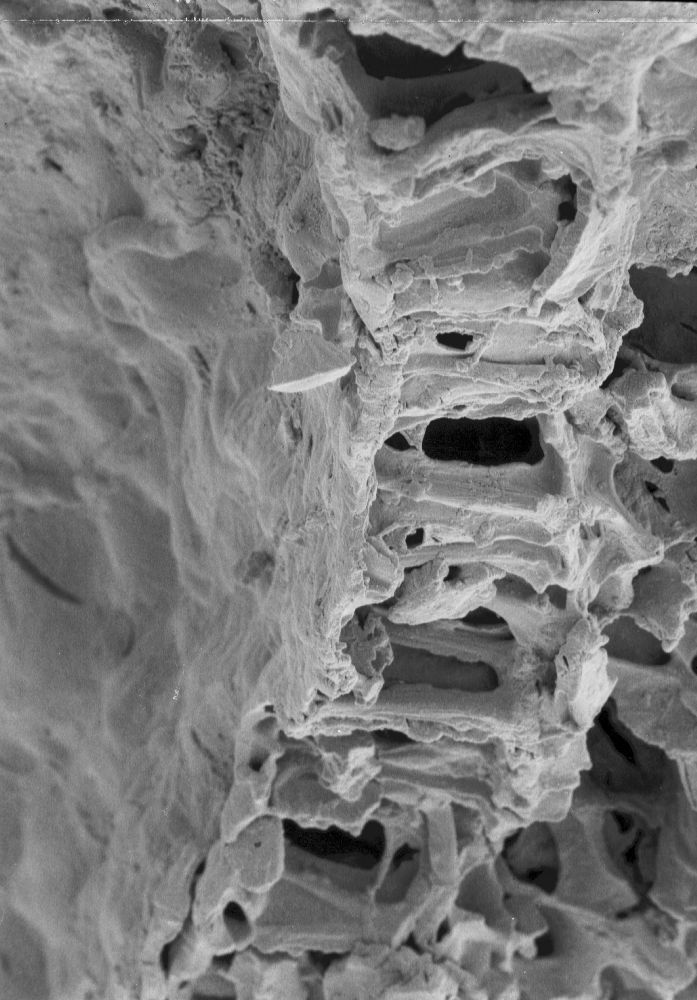 Triuridaceae Nuhliantha nyanzaiana