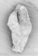 image of Microvictoria svitkoana