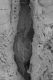 image of Paleoclusia chevalieri