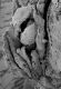 image of Paleoclusia chevalieri