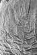 image of Vismia ferruginea
