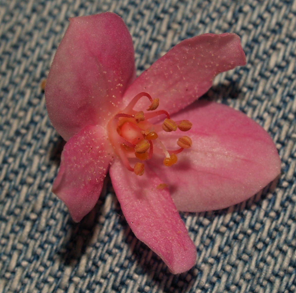 Polygonaceae Antigonon cinerascens