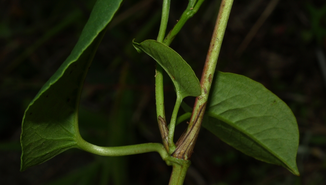 Polygonaceae Muehlenbeckia tamnifolia