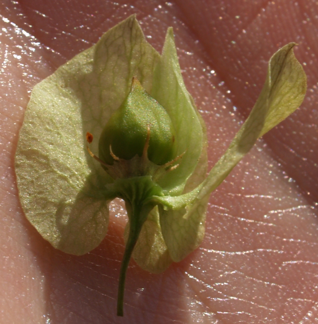 Polygonaceae Antigonon flavescens