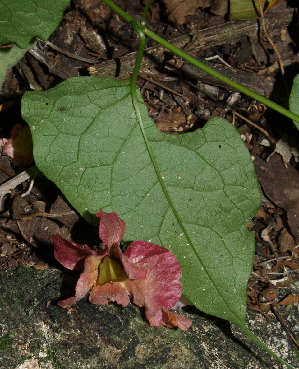 Polygonaceae Antigonon guatimalense