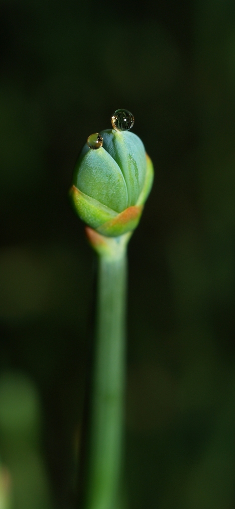 Ephedraceae Ephedra sp.