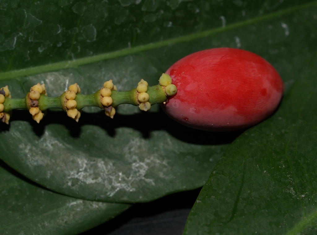 Gnetaceae Gnetum gnemon