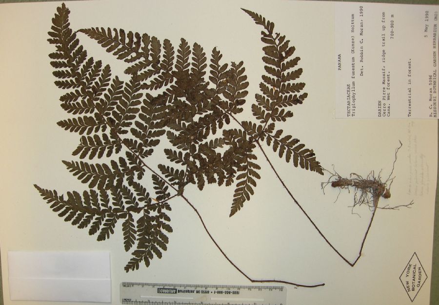 Tectariaceae Triplophyllum chocoense