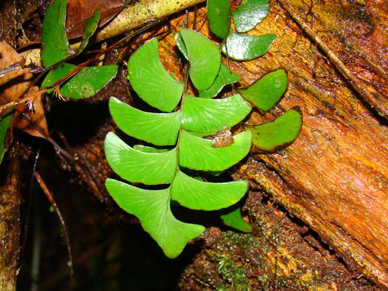 Lindsaeaceae Lindsaea falcata