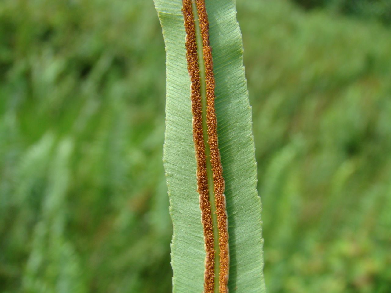 Blechnaceae Telmatoblechnum serrulatum