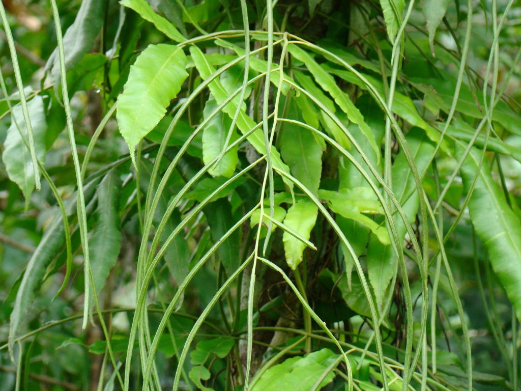 Blechnaceae Salpichlaena hookeriana