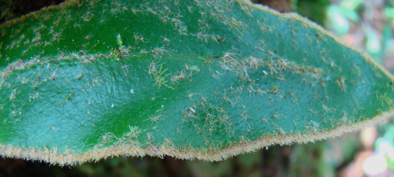 Dryopteridaceae Elaphoglossum plumosum
