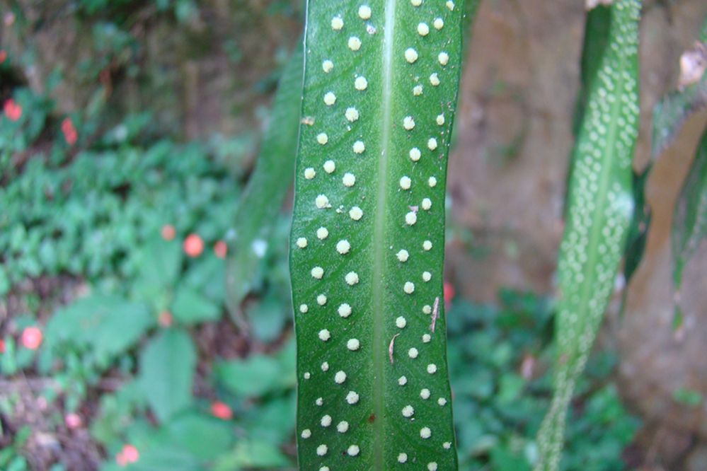Polypodiaceae Campyloneurum rigidum