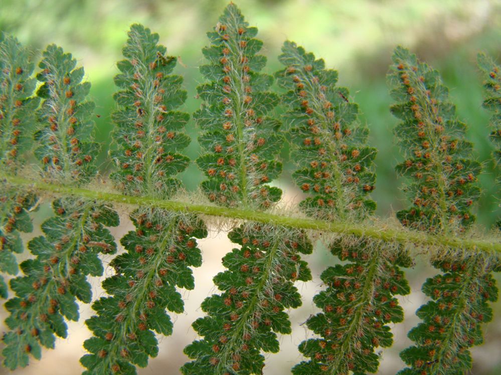 Cyatheaceae Cyathea myriotricha