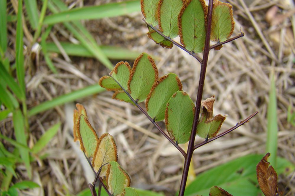 Pteridaceae Pellaea viridis