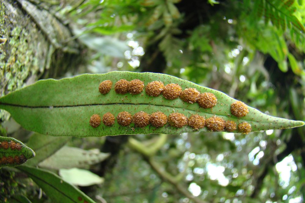 Polypodiaceae Pleopelts macrocarpa
