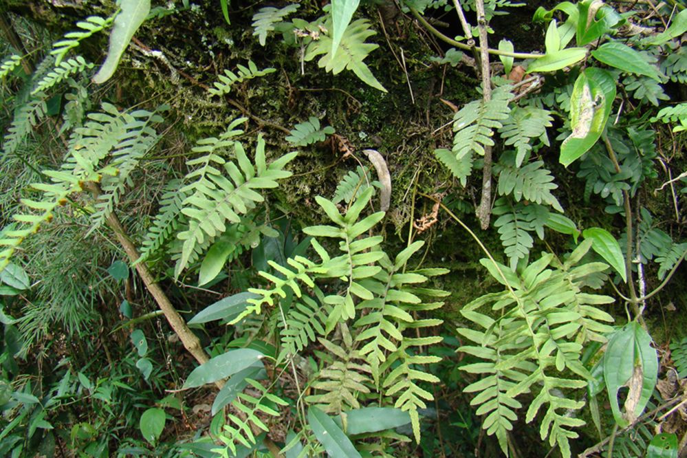 Polypodiaceae Pleopeltis pleopeltidis